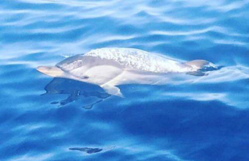 Brezza di mare appartamento in Villa con giardino e spiaggia ,casa vacanze al mare - Foto 13