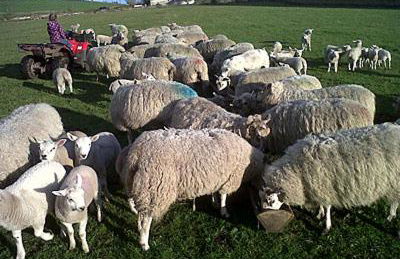 Myrtle Cottage - 28177 - Foto 14