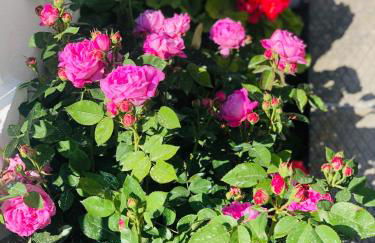 Lemon tree's house - Foto 41