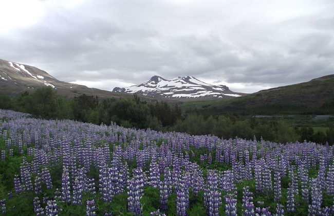 Hotel Laxarbakki - Photo 67