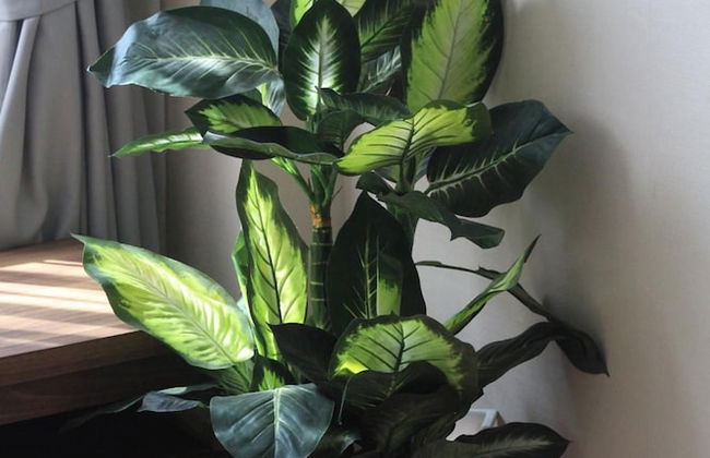 Locals Sathorn Siamese Nang Linchee - Foto 23