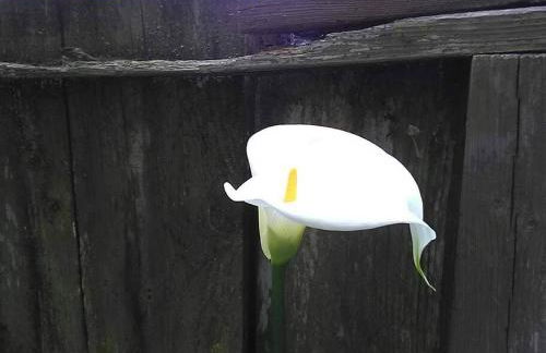 Sunny SF home - cozy, spacious, convenient w/parking, A+ location!! - Foto 52