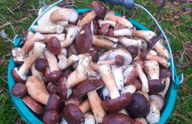 Agroturystyka Leśna Malinka - Foto 20