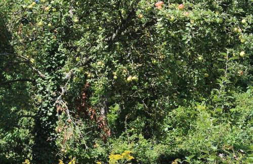 Traumwohnung mit eigenem Garten - Foto 38