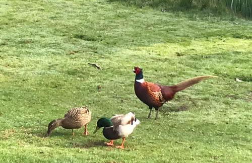 Halfmoon Lodge @ Knights Hole wheelchair access - Foto 20