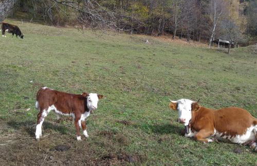 Baita Figliezzi - Foto 49