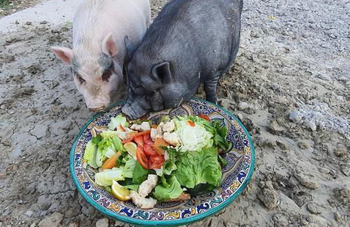 Finca s'Almudaina Farm Finca Villa 12p ETV1135 - Foto 26