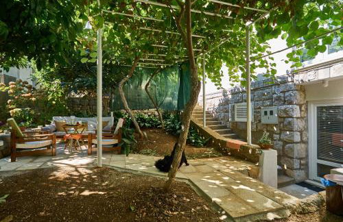 Aspidistra Shadow - Foto 3