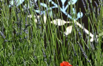 Gite des Demoiselles - Foto 11