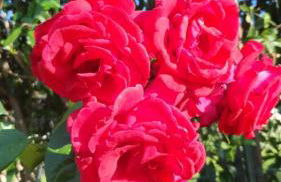 VILLA SABA - Foto 15