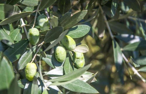 Solar Alegria - Foto 25