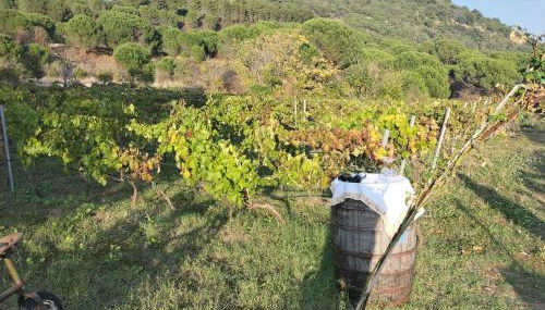 Etnasentieri Wine house on Etna mount - Foto 5