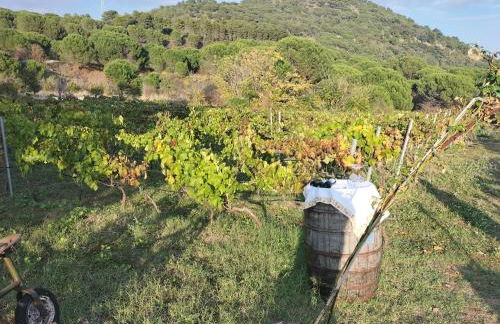 Etnasentieri Wine house on Etna mount - Foto 5