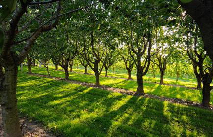 Domki w Winnicy - Świętokrzyska Winnica Knapów - Foto 52