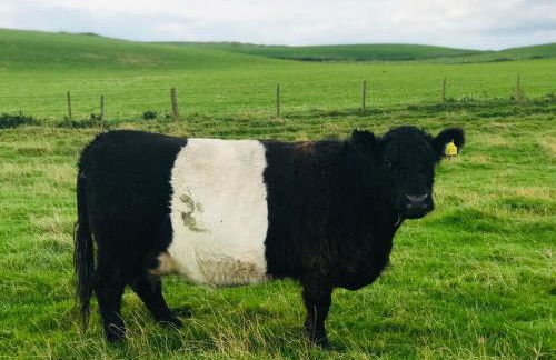 Bunnahabhain 5 - Farm Stay - Stunning sea and rural views - Photo 45