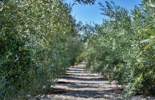 Finca el Vinche - Foto 20