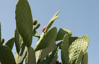 Palamoutaki Villa - Foto 71