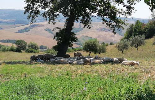 Agriturismo Collomici - Foto 54