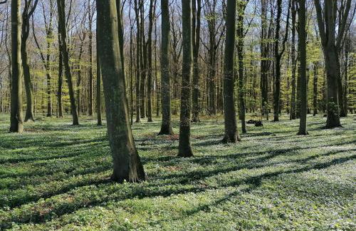 Ferienwohnung am Greifswalder Bodden - Foto 14