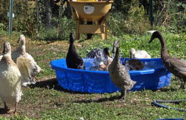 Farm Inn - RV Farm Stay with Ocean Views - Photo 4