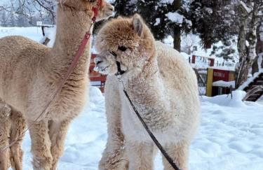 APARTAMENTY Adamcykówka blisko stoku Czorsztyn-Ski! Jacuzzi i Sauna w cenie! - Foto 14