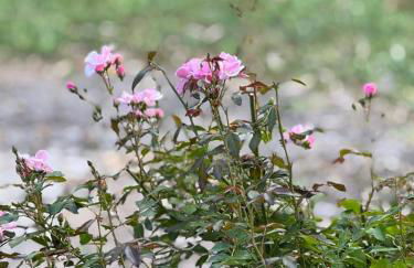 Design-Ferienhaus mit Garten, Kino & 5 Schlafzimmern - Foto 35