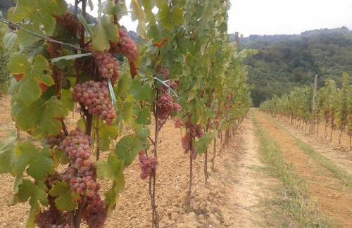 AGRITURISMO Casa Riz - Foto 14