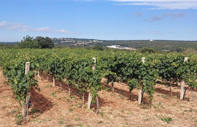 Trulli il Castagno - Photo 78