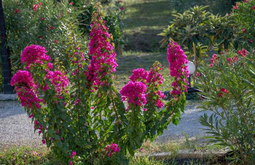 Jenny's House - Foto 38