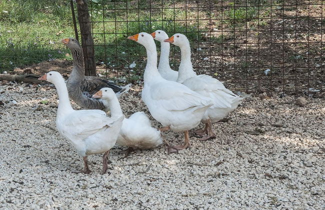 Agriturismo Kelle Terre - Foto 29