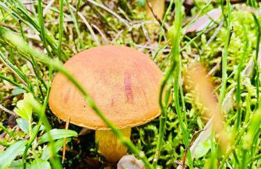 Cesemino Farmhouse - Foto 21