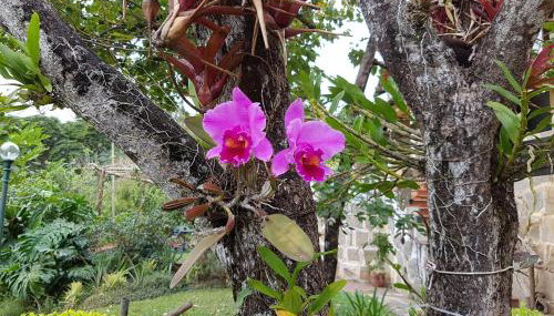 Residencial Flor- Hilda - Photo 1, Garden