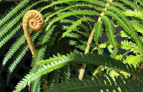 Hau'oli Place Tiki Cottage in Volcano - Foto 31