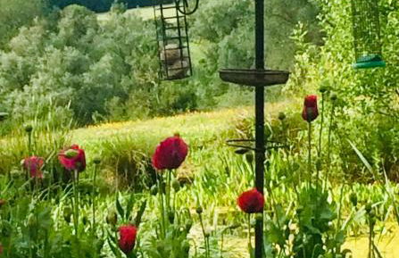 Kingfisher Nook at Waveney Farm - Foto 16