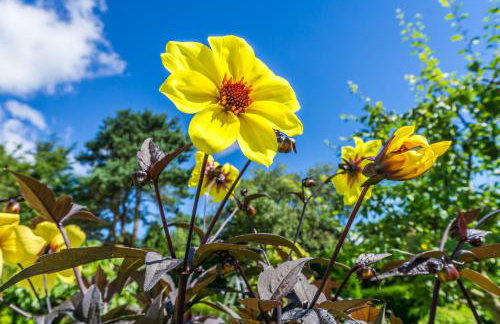 Swallows Nest - Covehurst Bay Cottage - Foto 58