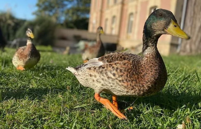 Château Côte de Nacre - Foto 64