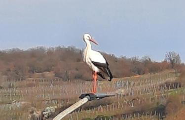 Le Cerisier - Route des vins - Parking et terrasse avec vue sur montagnes et vignoble - Foto 37