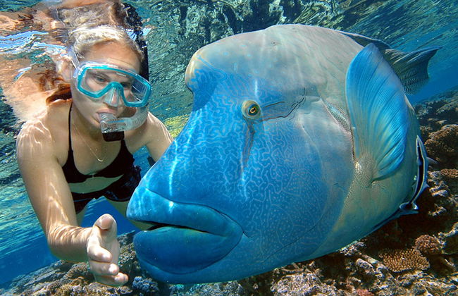 Reef Magic Great Barrier Reef Cruise - Photo 1