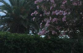 Dolce Bungalow R5915 - Foto 14