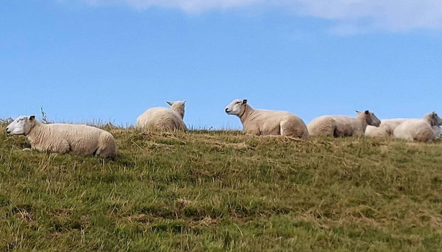 Modern Seaside Retreat - By Traum Ferienwohnungen - Photo 5, Divers