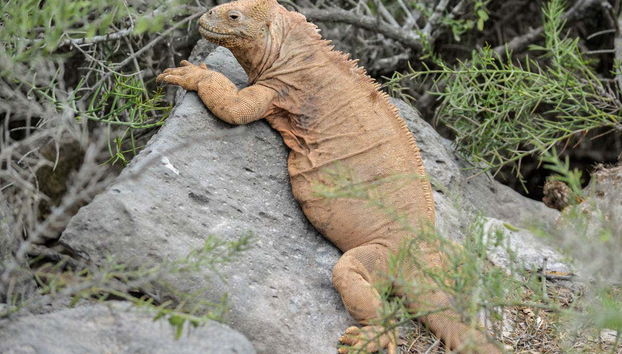 Iguana gigante delle Galapagos
