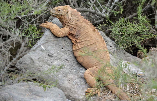 North Galapagos Islands 8 Day Cruise - Photo 3