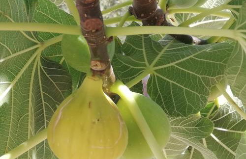 Burrico D`Orada - Rural Stays & Wine Country Tours - Foto 56