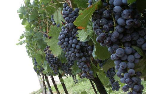 Agriturismo Colombarola - Foto 15