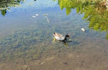 StylishAptWtrGrdnOppLake&Prk&Yrd - Foto 34