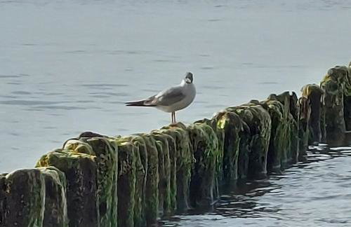 Resort Hevenia Apartament Nr 8 - Foto 21