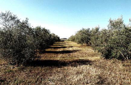 Marrucheto - Foto 12