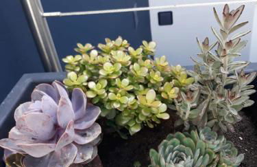 Sunrise - Casa Sao Joao - 4 Star Tourist Apartments - Photo 35