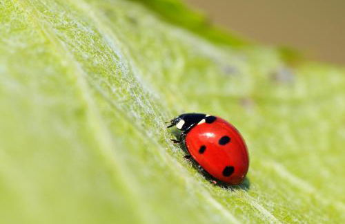 Agriturismo Belvedere Di Pierini E Brugi - Foto 41