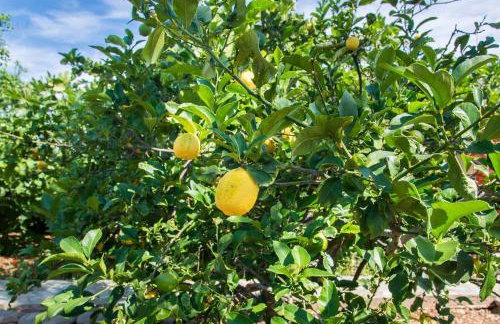 Bougainvillea House in Crete - Foto 32